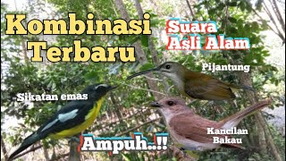 Suara Pikat Sikatan Emas Ribut Kombinasi Paling Ampuh