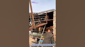 Cattle Loading Ramp: A Farmer