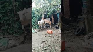 Andara Top Bacchi100%