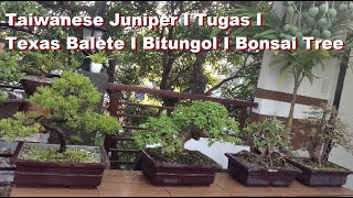 Taiwanese Juniper I Tugas I Texas Balete I Bitungol I Bonsai Tree wellbonsaicollection