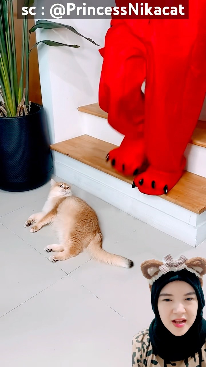 kucing balas‼️