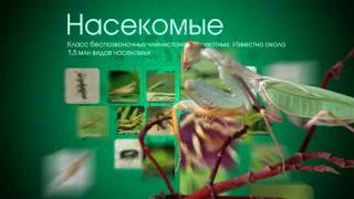 Заставки Zoo TV (2011-2013) ОРИГИНАЛ