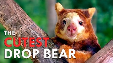 Tree Kangaroo: The Living Plush Toy