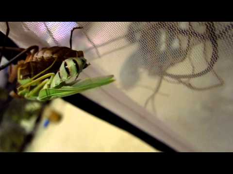 Sphodromantis Lineola - African Mantis Leap of Faith Mating 3