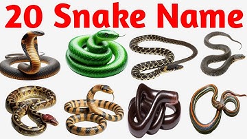 Learn 20 Types of Snakes in English |Snake Names for Kids |  Preschool & Toddler Learning Video