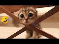 😺 Please help me get out of here 🐈 Funniest Animal Videos Of The Year 2023! Funny Cats 😸