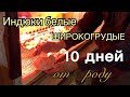 Индюшата белые широкогрудые. 10 дней.