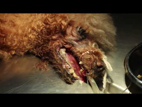 Video: Pus Cavity Forming Under Tooth In Dogs