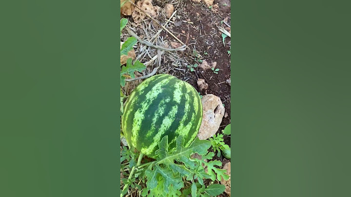 قطعنا رأس الذرة و منراقب النتيجة مع البطيخ 🌽🍉 cropping corn and checking on watermelons  🍉🌽🌽