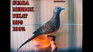 SUARA MERBOK MP3 PERKUTUT ZEBRADOVE