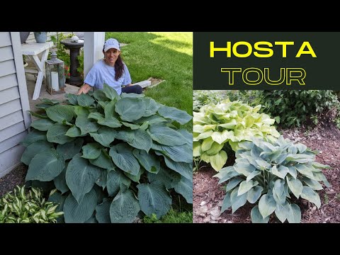 Vidéo: Hosta Plant Companions In The Garden - Que sont les compagnons pour Hostas