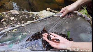 Bắt nòng nọc suối sâu nấu canh chua – hương vị tuổi thơ Tây Bắc 