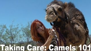 Camel Training 101: How to care for a pet camel