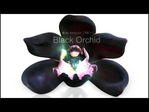 Misha Robaqidze -  Black orchid