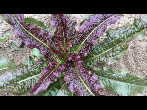 Video: Rødbeder, Spinat Og Aspargesalat