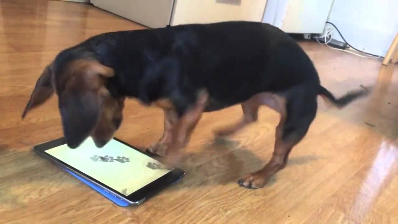 Salchicha es una experta en juego de tableta para perros - YouTube