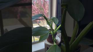 My Philodendron Silver Sword  Has New Growth! #plantlover #philodendron #houseplants