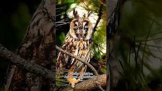 Long-eared owl | medium-sized owl species #shorts