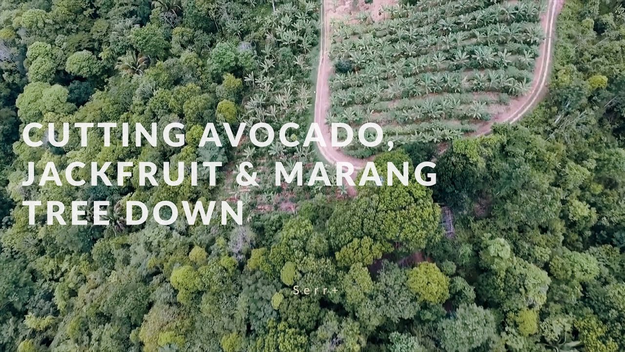Cutting AVOCADO, JACKFRUIT tree | Cortando árvore de ABACATE, JACA e