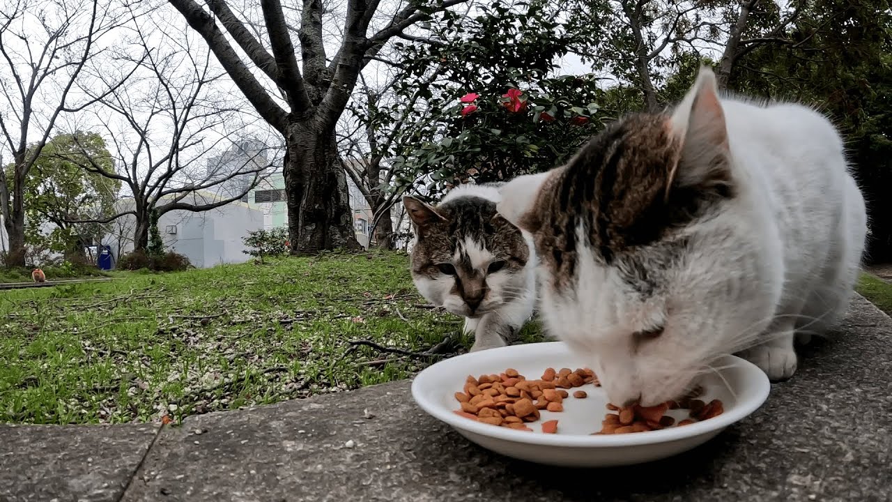 なかなかご飯にありつけず痺れを切らしたキジ白猫のオトボケが強奪を試みるも、内気な性格が災いして逆にライバル猫たちに割り込まれるｗ