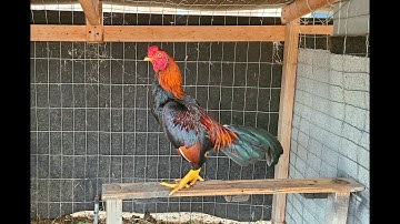Hmong Mini Bantam Chickens QAIB THAI