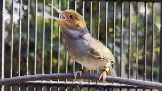 Suara prenjak JANTAN GACOR NGOTOT memanggil BETINA