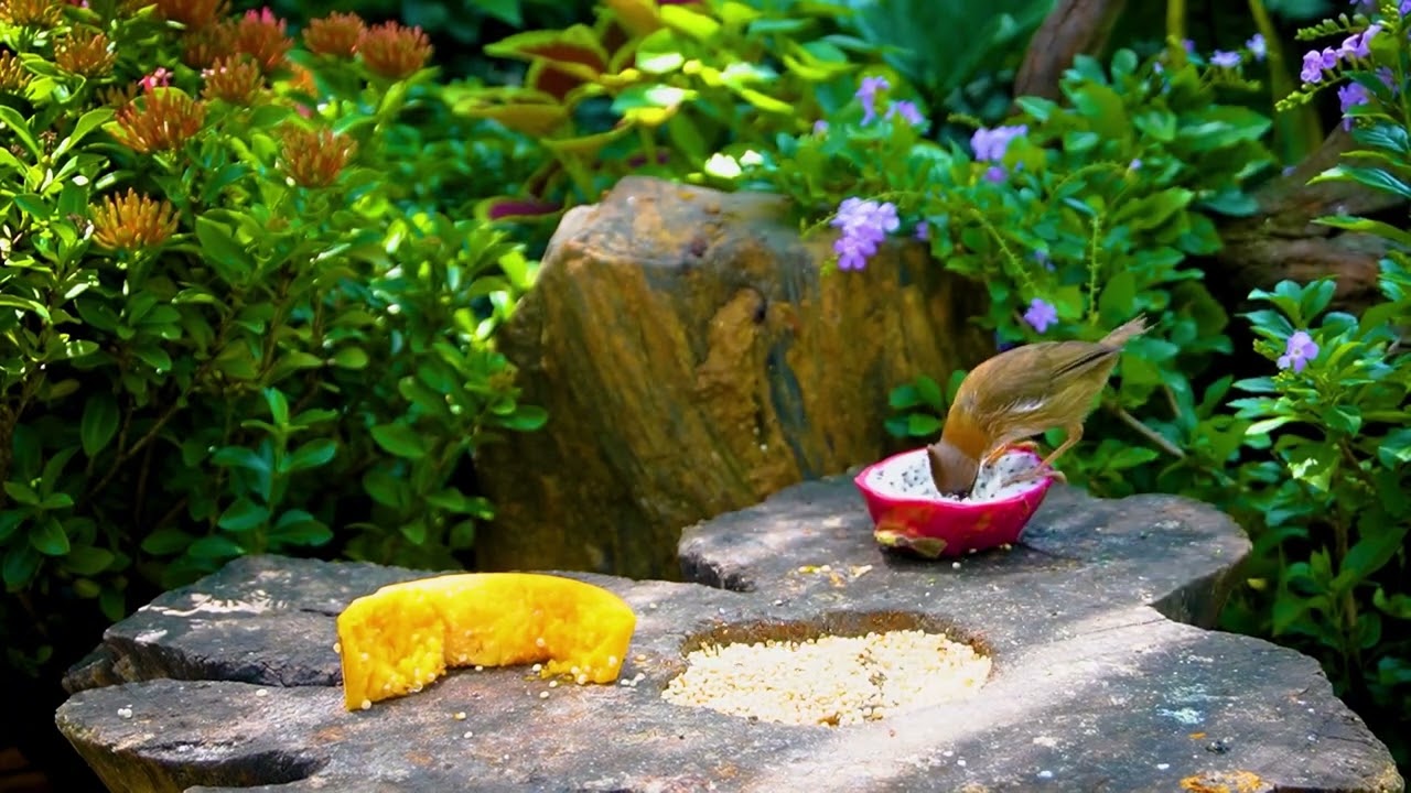 Cat TV 😺 - Birdsong Harmony – Peaceful Garden Feeding 🎶🌿