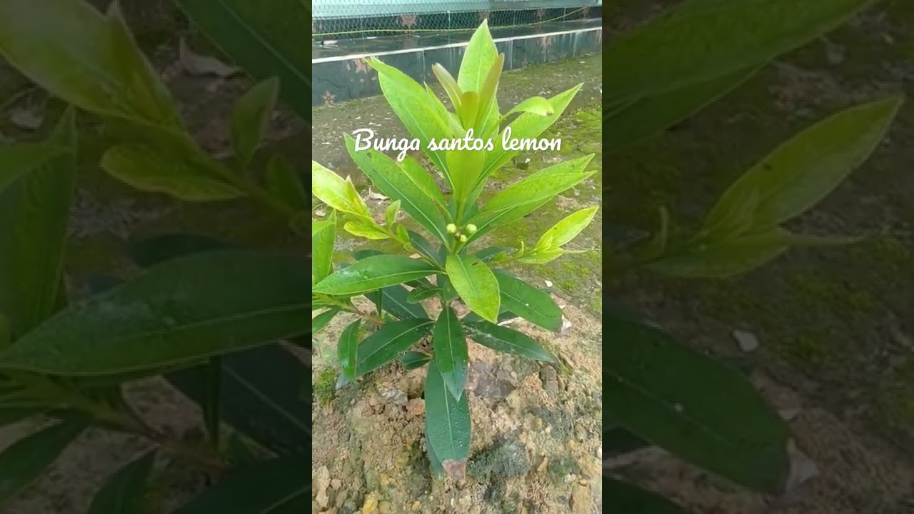 bunga santos lemon 