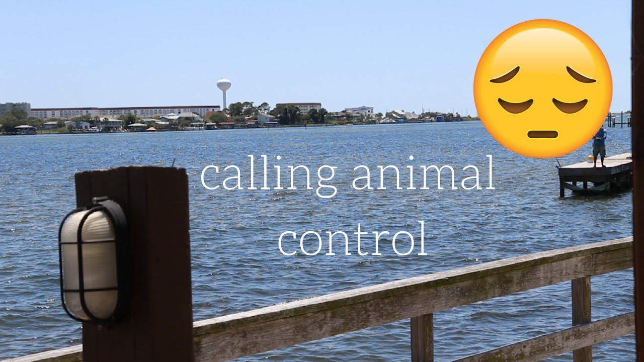 Morning Routine & Calling Animal Control YouTube