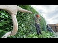 Laurel hedge cutting