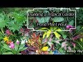 Tropical Garden Makeover & Pond Plant Haul