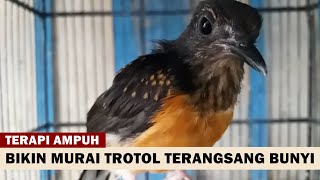 PANCINGAN MURAI BATU TROTOL Jantan Betina Agar Cepat Belajar Bunyi GACOR | Suara TERAPI MB MACET