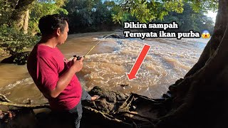 Download Lagu Want to be surprised but this is Kalimantan‼️ The fish here really like 11 gram proberos bait. MP3 Download Lagu Want to be surprised but this is Kalimantan‼️ The fish here really like 11 gram proberos bait. MP3