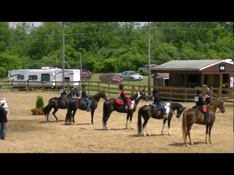 Tennessee Walking Horse For Sale! Page Maker's Kat...