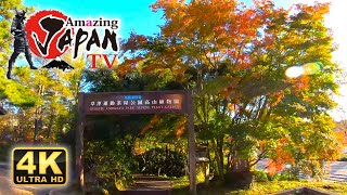 [紅葉] 草津温泉　草津運動茶屋公園　群馬 - Kusatsu Onsen  Gunma [Autumn leaves]