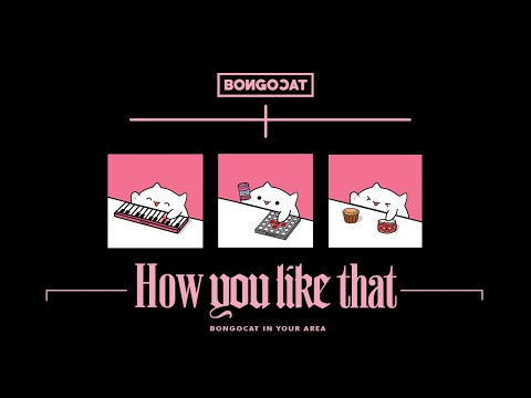 Bongo Cat - 'How You Like That' BLACKPINK 🎧