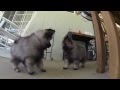 8 Week Old Keeshond Puppies の動画、YouTube動画。