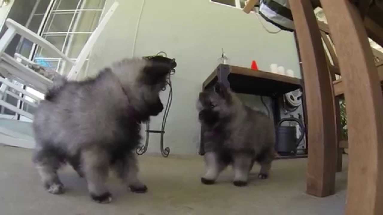 8 Week Old Keeshond Puppies Keeshond Puppy Keeshond Dog Cute Puppy Videos