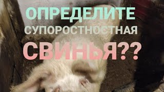 ОПРЕДЕЛЯЕМ БЕРЕМЕННОСТЬ СВИНЬИ. Life of a pregnant pig🐷