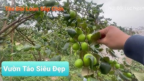 Vườn Táo Siêu Sai - Siêu Đẹp I Núi Đồi Lục Ngạn