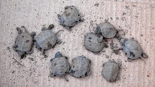 Western Painted Turtle Nest Monitoring Nanaimo, B.C. May 6, 2024