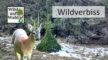 Welche Bäume blühen jetzt im Wald?