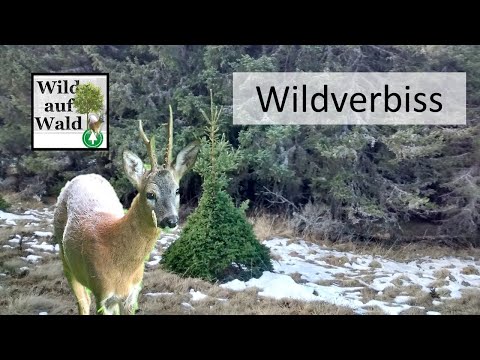 Video: 3 Möglichkeiten, Wespen zu erkennen