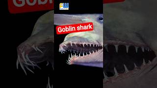 Most Terrifying Creature In Deep Sea Goblin Shark