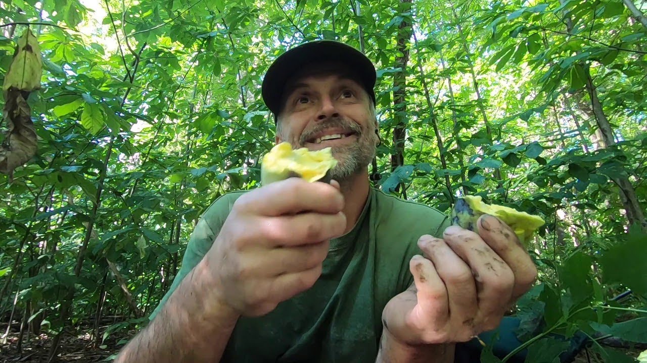 Download How To Find And Eat Pawpaws 2019 | Aquachigger