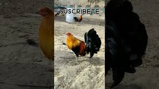 MCLEAN SANGRES DE OSCAR AKINS