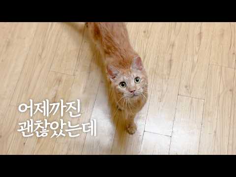 불과 몇 시간 만에 앞을 보지 못하게 된 고양이
