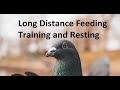 Long distance feeding training and resting in racing pigeons
