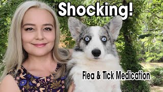 The Truth About Flea & Tick Medications by Happy Tails 3,135 views 2 years ago 9 minutes, 33 seconds