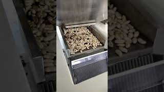 SUMMIT White Kidney Beans Sorting